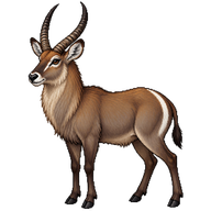 Waterbuck