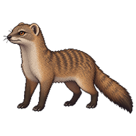Egyptian Mongoose