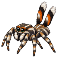 Twin-flagged Jumping Spider