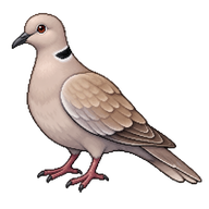 Eurasian Collared Dove