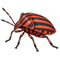 Striped Shieldbug