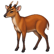 Red Muntjac