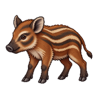 Red River Hog Piglet