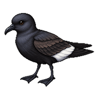 European Storm-Petrel