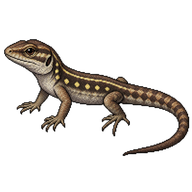 Tenerife Giant Lizard Hatchling