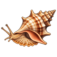 Florida Horse Conch