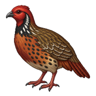 Crimson-headed Partridge