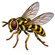 Furrowed Hoverfly
