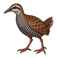 Guam Rail