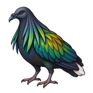 Nicobar Pigeon