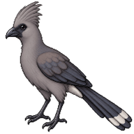 Bare-faced Go-away-bird