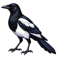 Black Magpie