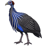 Vulturine Guineafowl