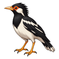 Indian Pied Myna