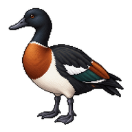 Australian Shelduck