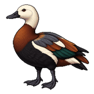 Radjah Shelduck