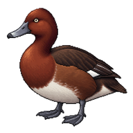 Ferruginous Duck