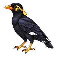 Common Hill Myna