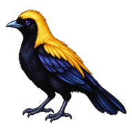 Regent Bowerbird