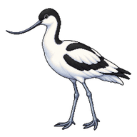 Pied Avocet