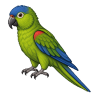 Blue-crowned Parakeet