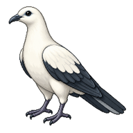 Pied Imperial Pigeon