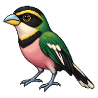 Banded Broadbill