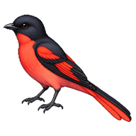 Rosy Minivet