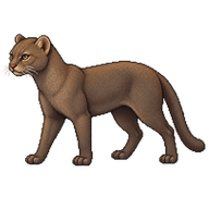 Jaguarundi