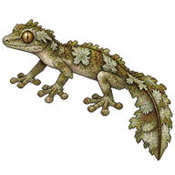 Lichenose Leaf-tailed Gecko