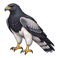 Black-chested Buzzard-Eagle