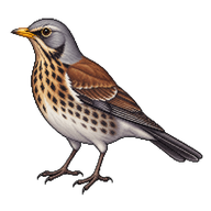 Fieldfare
