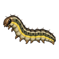 Yellow-striped Armyworm Caterpillar