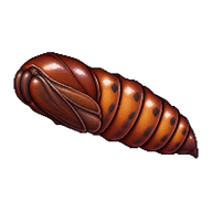 Yellow-striped Armyworm Pupa