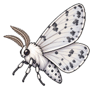 Little White Lichen Moth