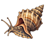 Lightning Whelk
