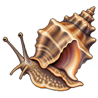 Lightning Whelk