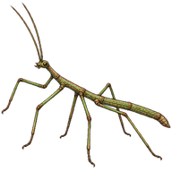 Korean Stick Insect