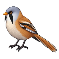 Bearded Reedling