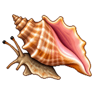 Queen Conch