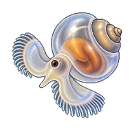Queen Conch Larva