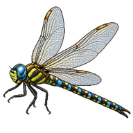 Common Hawker