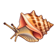 Queen Conch Juvenile