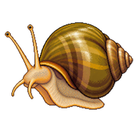 Spiketop Applesnail