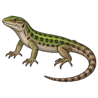 Iberian Wall Lizard
