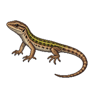 Iberian Wall Lizard Hatchling