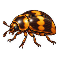 Fruit Beetle