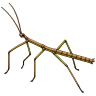 Northern Walkingstick