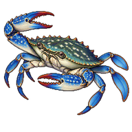 Blue Swimming Crab