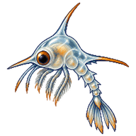 Blue Crab Zoea